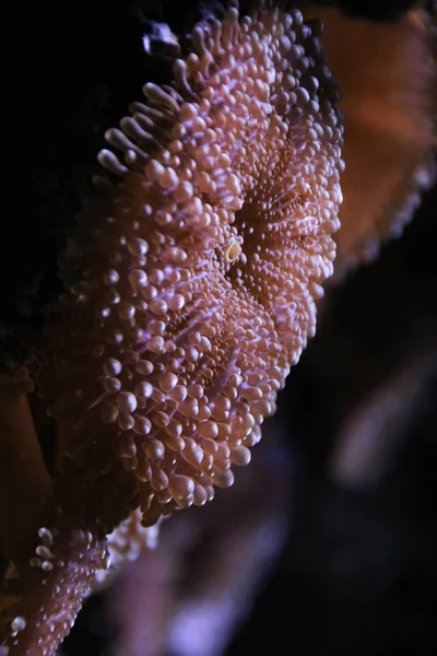 Песчаный анемон под водой — стоковое фото