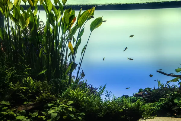 Balık ve bitki örtüsü ile akvaryum — Stok fotoğraf