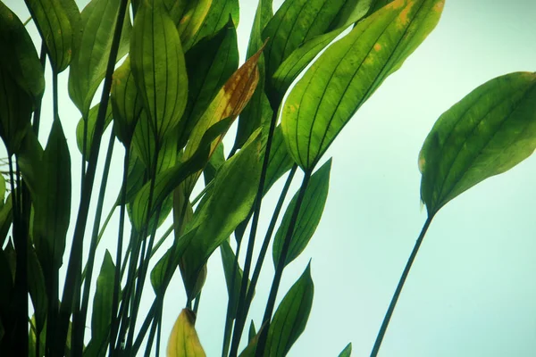 Aquarium big leaf vegetation — Stock Photo, Image