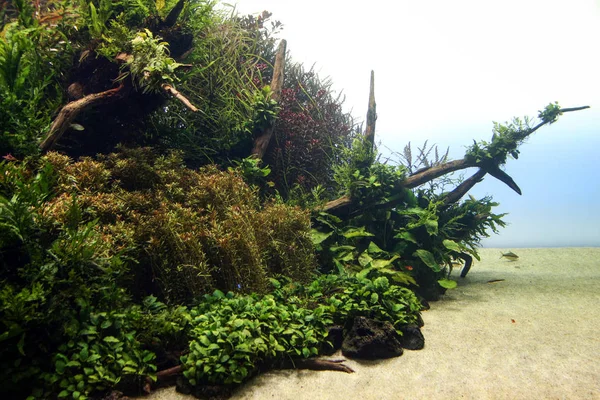 Aquarium mit Fisch und Vegetation — Stockfoto