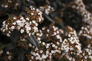 Viburnum tinus flower