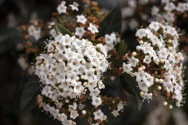 Viburnum tinus flower