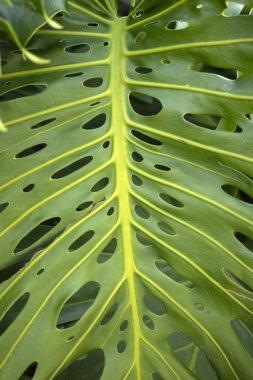 Monstera deliciosa bitki