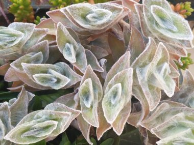 Örümcek ağı Spiderwort (Tradescantia sillamontana)