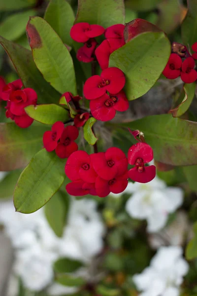 Coroa de espinhos (euphorbia milii) flor — Fotografia de Stock