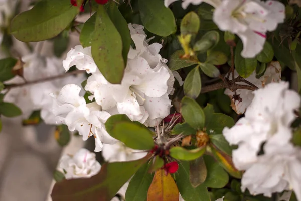 Four o Clock flower in white color — Stock Photo, Image