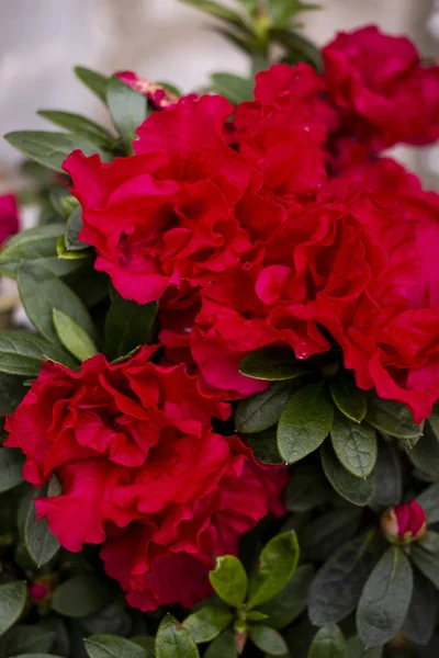 Roter Rhododendron — Stockfoto