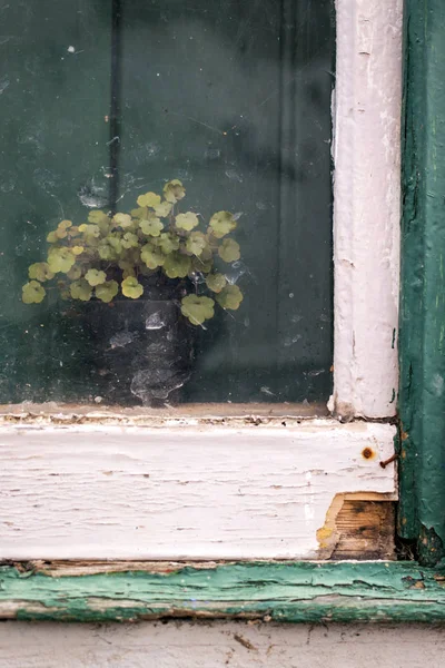 Stare okna z roślin — Zdjęcie stockowe