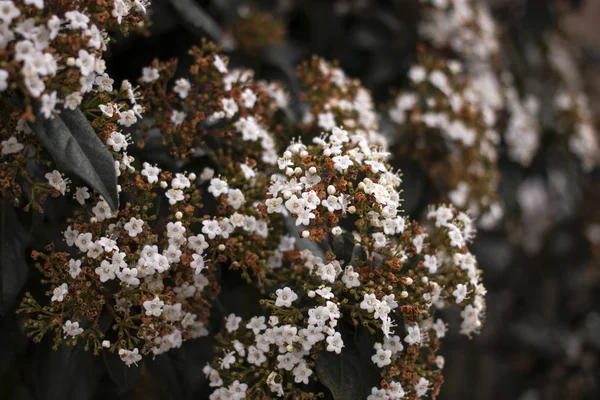 Viburnum tinus-Blüte — Stockfoto