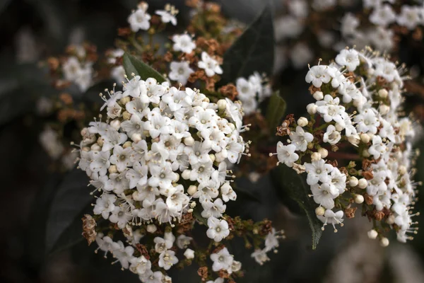 Flor de Viburnum tinus — Fotografia de Stock