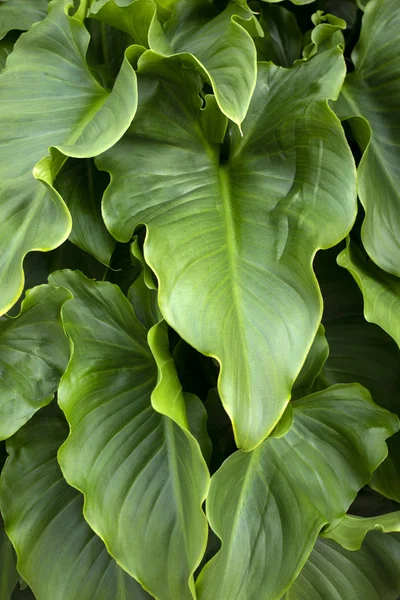 Calla lily flower leaves — Stock Photo, Image