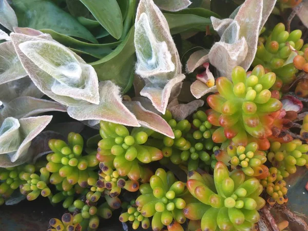 Pot with succulent plants — Stock Photo, Image