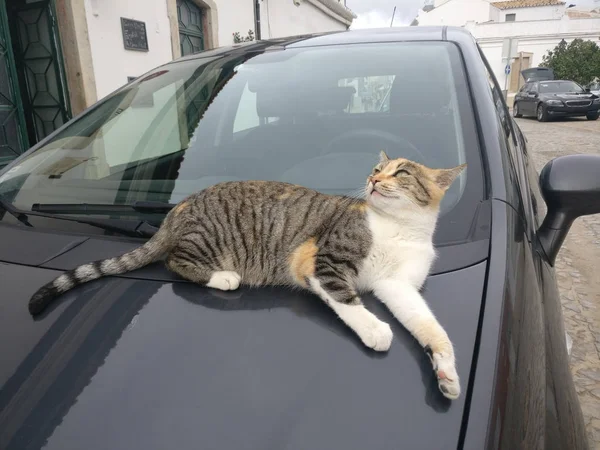 Gatto domestico sopra l'auto — Foto Stock