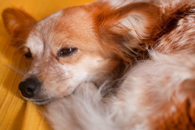 Evdeki küçük şirin köpek yatağında dinleniyor..