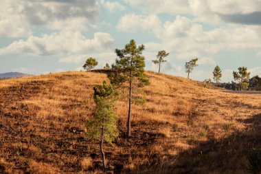 Portekiz, Sao Bras de Alportel yakınlarındaki Algarve bölgesinde çam ve quercus süper ağaçlarının manzarası.