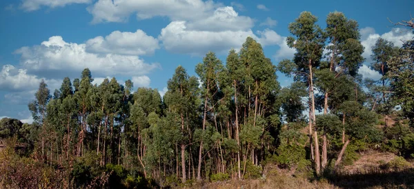 Landscape Eucalyptus Trees Dry Vegetation Algarve Region Sao Bras Alportel — Stock Photo, Image