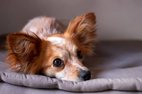 Pequeño Lindo Perro Relajarse Cama Casa —  Fotos de Stock