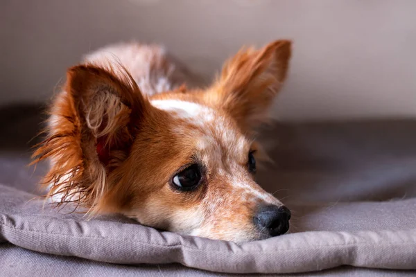 小さなかわいい犬が家のベッドでリラックスして — ストック写真