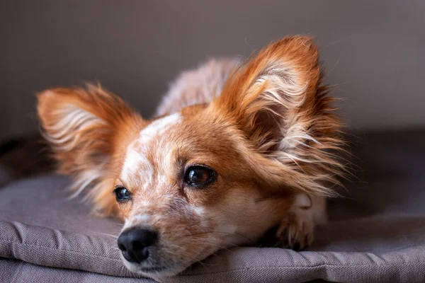 Small Cute Dog Relaxing His Bed Home — Stock Photo, Image