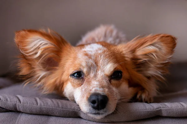 Small Cute Dog Relaxing His Bed Home — Stock Photo, Image