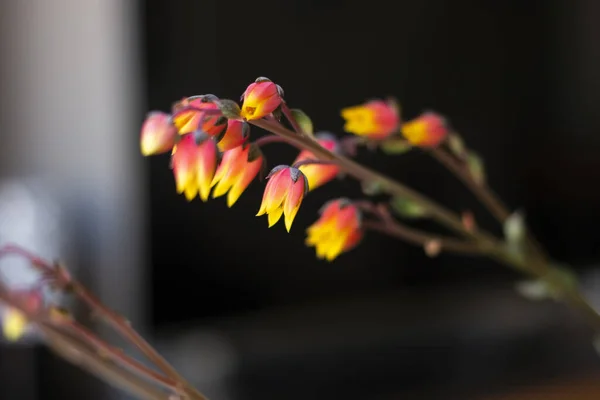 Echeveria Derenbergii Suculenta Con Flores Flor —  Fotos de Stock