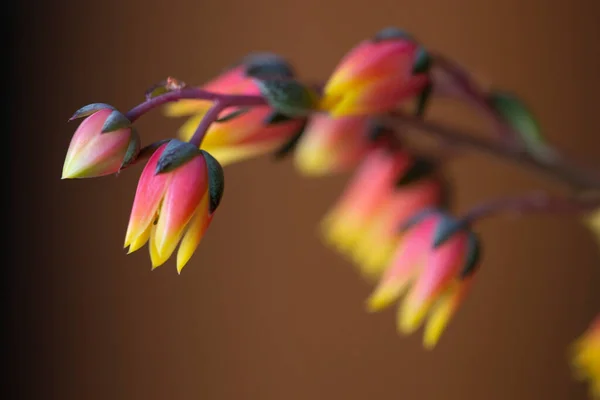 Echeveria Derenbergii Сочный Цветущими Цветами — стоковое фото