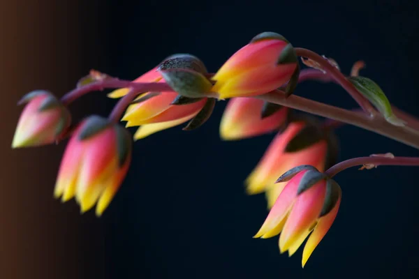 Echeveria Derenbergii Сочный Цветущими Цветами — стоковое фото