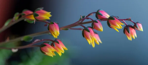 Echeveria Derenbergii Suculenta Con Flores Flor —  Fotos de Stock