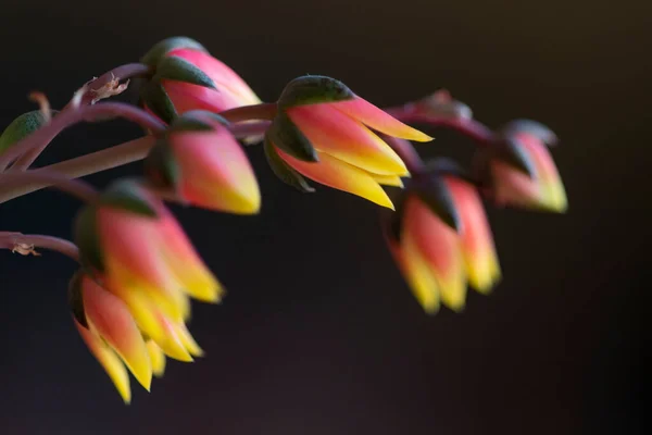 Echeveria Derenbergii Suculento Com Flores Florescentes — Fotografia de Stock