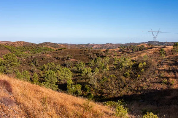 Krajobraz Sosen Drzew Suberyjskich Regionie Algarve Pobliżu Sao Bras Alportel — Zdjęcie stockowe