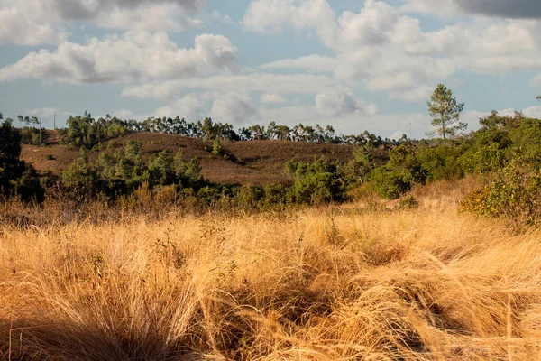 Landscape Quercus Suber Trees Dry Vegetation Algarve Region Sao Bras — Stock Photo, Image