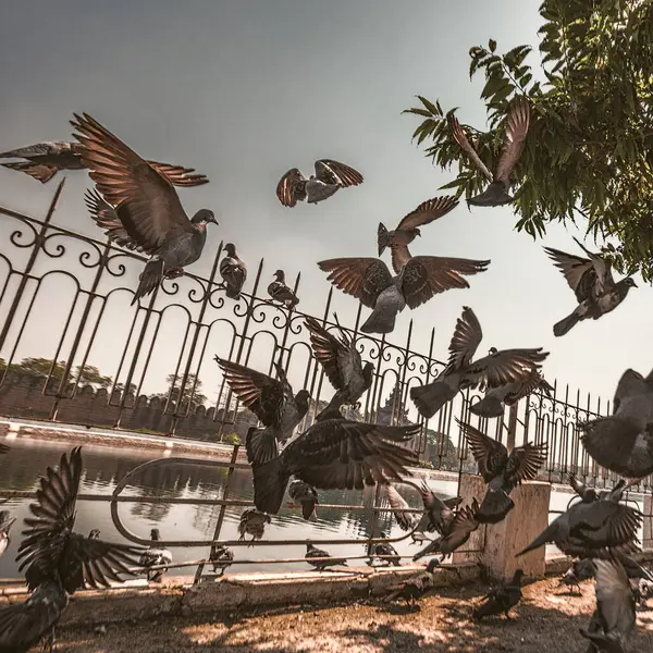 Myanmar Burma 'da uçan güvercinler