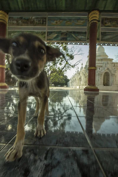 Myanmar tapınağında bir köpek Burma