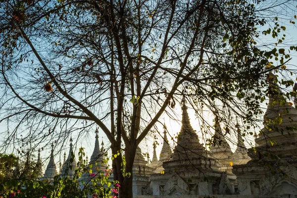 Burma myanmar 'daki aptallar ve bir ağaç