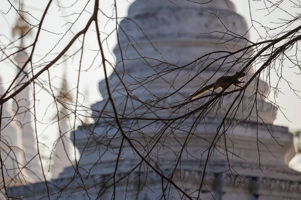 Myanmar Burma ve Stupas 'taki sincap