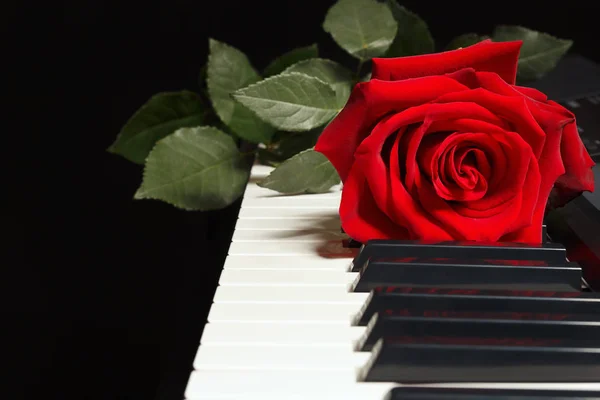 Rose on keyboard of the piano on a black background