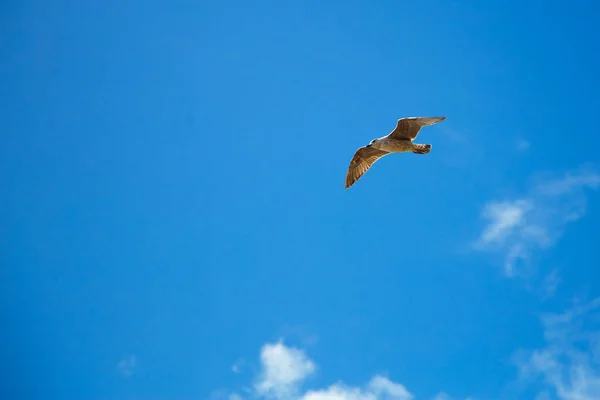 Una gaviota solitaria en el cielo, un pájaro se eleva maravillosamente entre las nubes — Foto de Stock