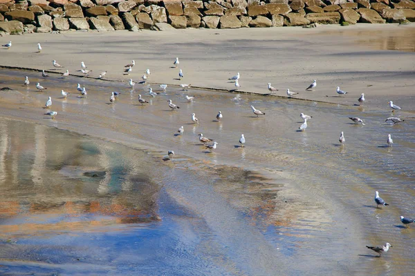 Viele Möwen sitzen auf dem sandigen flachen Wasser, sonnen sich und ruhen sich aus — Stockfoto