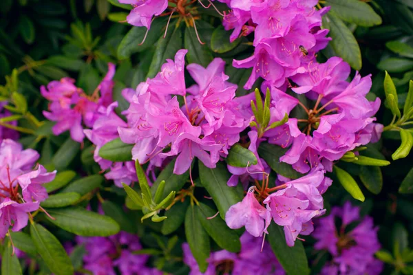 Beautiful Pink Flowers Garden Spring Bloom Contrasting Flowers Public Park — Stock Photo, Image