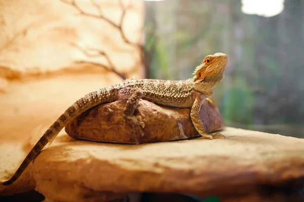 Lézard Sable Dans Terrarium Vie Domestique Des Animaux Compagnie Dragon — Photo