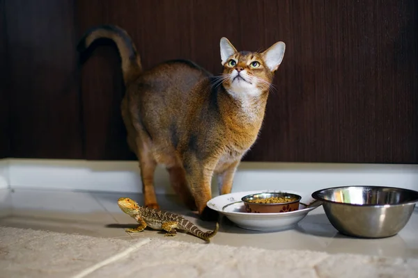 Unusual friendship of a cat and an exotic reptile, pets eat from one bowl, a purebred brown cat and a sand lizard, pets, a large bowl with cat food, a place for text, animals look at the owner