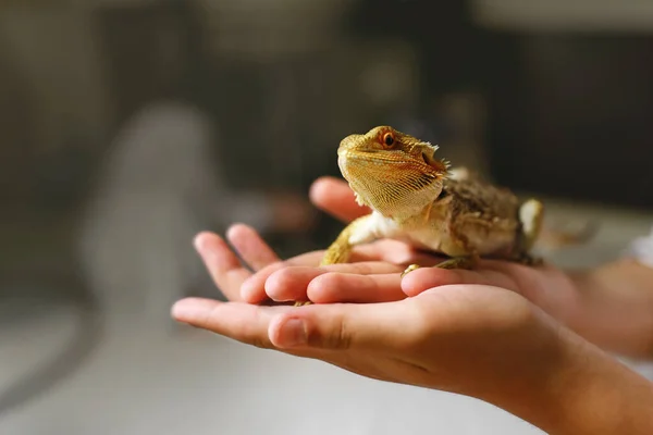 a sand lizard sits in the owners hands, a reptile with sharp spikes and brown scales, a dragon rearing at home, an amphibian pet