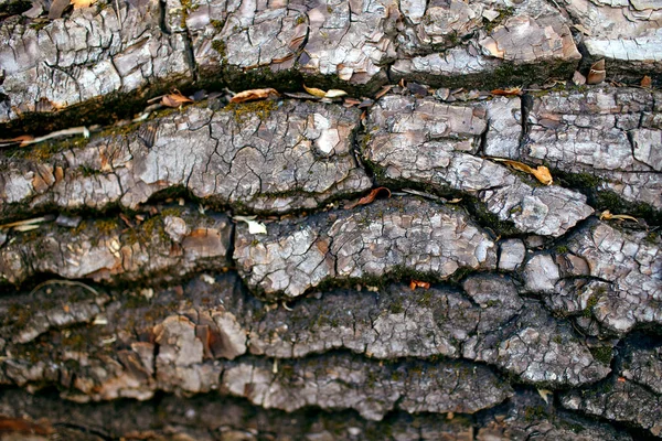 Textura Casca Uma Árvore Velha Close Foto Horizontal Espaço Para — Fotografia de Stock