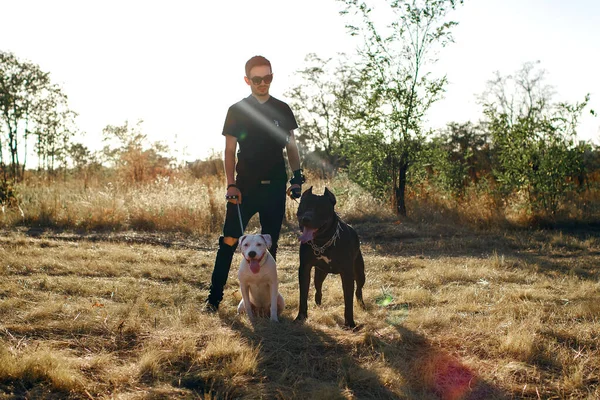 Stylish man walking his dogs. Staff Terrier and Pit Bull obey the owner while walking in the park. Free space for text. Young man takes care of his pets