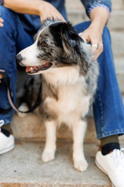 Taştan bir merdivende insan sahibinin yanında oturan bir Border Collie köpeğinin yakın çekimi. Köpek neşeli ve mutlu görünüyor. Nazikçe okşanıyor, yoldaşlık ve açık hava yaşam tarzını gösteriyor.