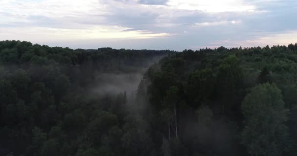 Sobre Bosque Místico Niebla Sobre Las Copas Los Árboles Volando — Vídeos de Stock