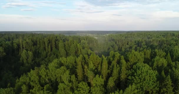 Vista Aérea Del Bosque Atardecer Sobre Bosque Hora Dorada Volando — Vídeos de Stock