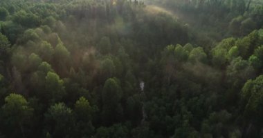 Gün batımında siste helikopter ormandan üzerinde. Hava manzara nehir orman. Gün batımında, Güneş ışınları ağaçlar üzerinde uçan.