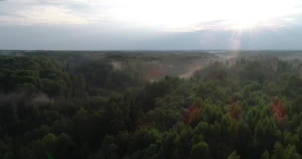Vue aérienne de la forêt. Brouillard dans la forêt, soleil. Les sommets dorés des arbres .