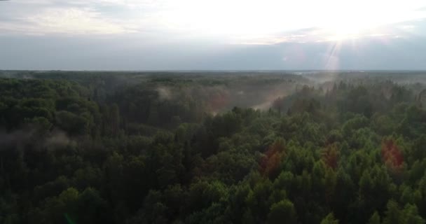 Widok Lotu Ptaka Lasu Mgła Lesie Słońce Złote Szczyty Drzew — Wideo stockowe